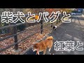 柴犬とパグと紅葉と。側溝に落ちそうになりながら元気にお散歩したよ