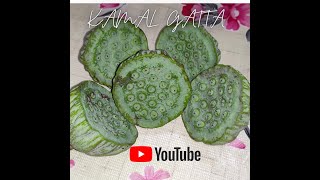 Kamal gatta ke fayde | Lotus Seed benefits | कमल गट्टे के फायदे