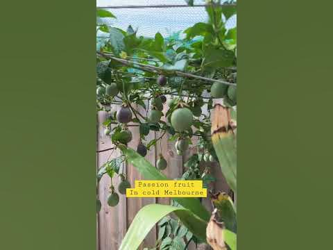 Passion fruit in cold Melbourne! Фрукт страсти он же маракуйя 😎 # ...