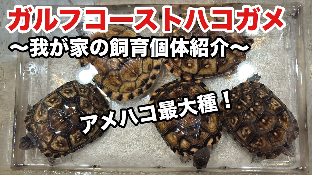 Introducing the Gulf Coast box turtles we are raising! - YouTube