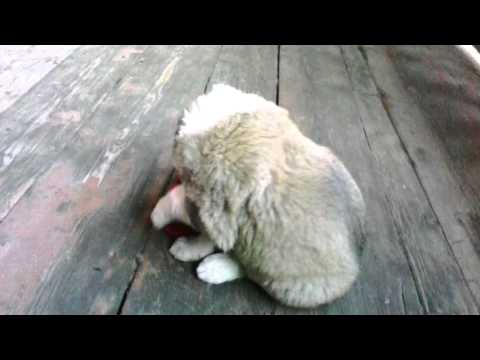 ბუთა ერთი თვისაა-2