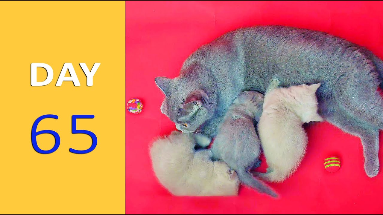 DAY 65 Baby Kittens after Birth Emotional YouTube