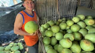 Paramos a disfrutar una rica sandía fresca recién cortada