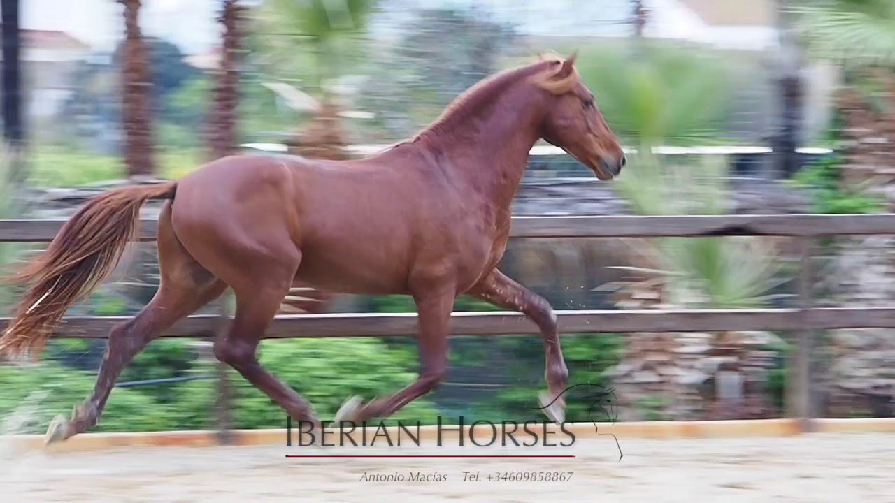 PRE TOP MOVER - DRESSAGE PROSPECT