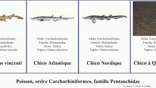 Poisson, Ordre Carcharhiniformes, Famille Pentanchidae Galeus Asymbolus Fish Gracilis Pallidus