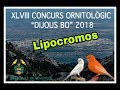 concurso ornitologico de inca canarios de color lipocromicos