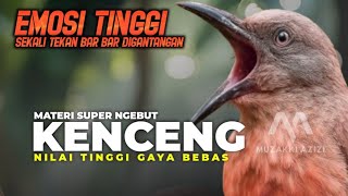 Gaya BEBAS!!!! MASTERAN SUPER NGEBUT KENCENG EMOSI TINGGI || MASTERAN MURAI CENDET KACER CUCAKHIJAU