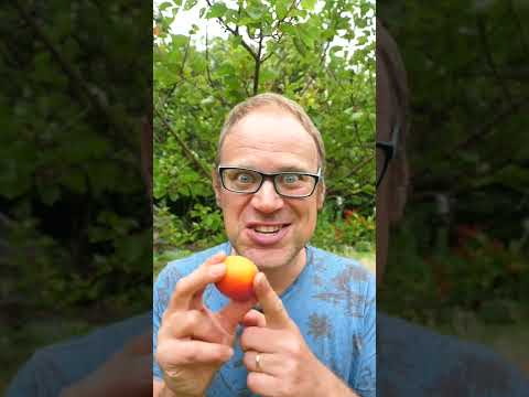 Video: Abrikozenfruit niet rijp - wat te doen met onrijpe abrikozen