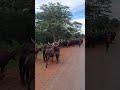 Cow Ngombe Animal Tanzania Kagera 23 11 2024 Cow Ngombe Animal Tanzania Kagera 23 11 2024