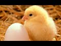 Intelligent Technology Modern Poultry Farms Growing and Feeding Chickens The Production Of Eggs