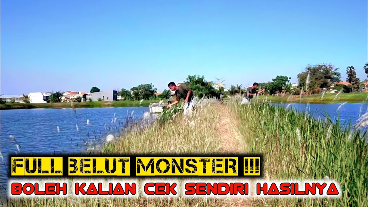 GUDANG BELUT MONSTER !!! SEPERTI KOLAM IKAN YANG DI PANCINGI WELUT SQUAD