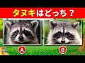 【全25問の動物クイズ】キミはそっくりな動物を見破れるかな?