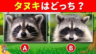 あやパンダ　カメさん　カニさん2点おまとめ mqdefault.jpg
