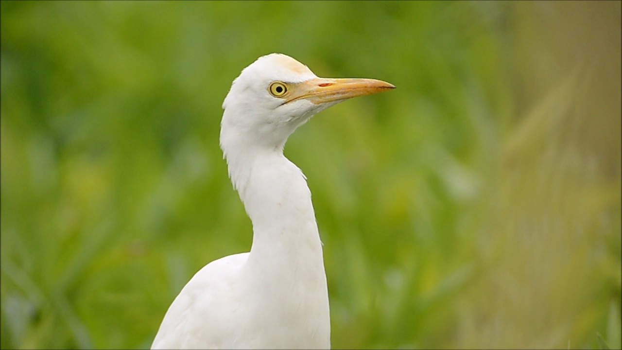 牛背鷺 Eastern Cattle Egret 