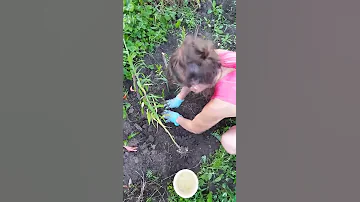 Посадка лилий в ряд.