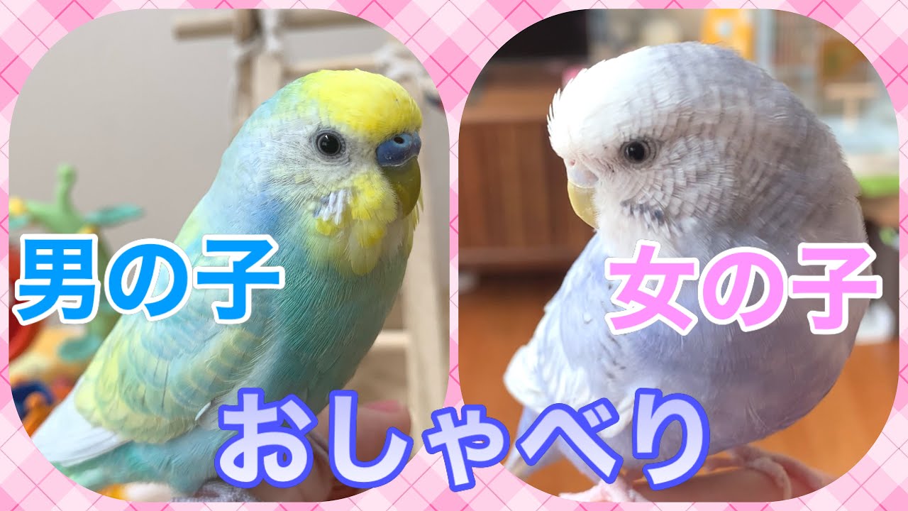 セキセイインコ オスメス おしゃべり セキセイインコ パステルレインボー バイオレットモーブ Budgie Youtube