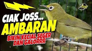 Ciak Joss Kecial Kuning AMBARAN‼️Bikin Kecial Yg Denger SEGER dan GACOR✅