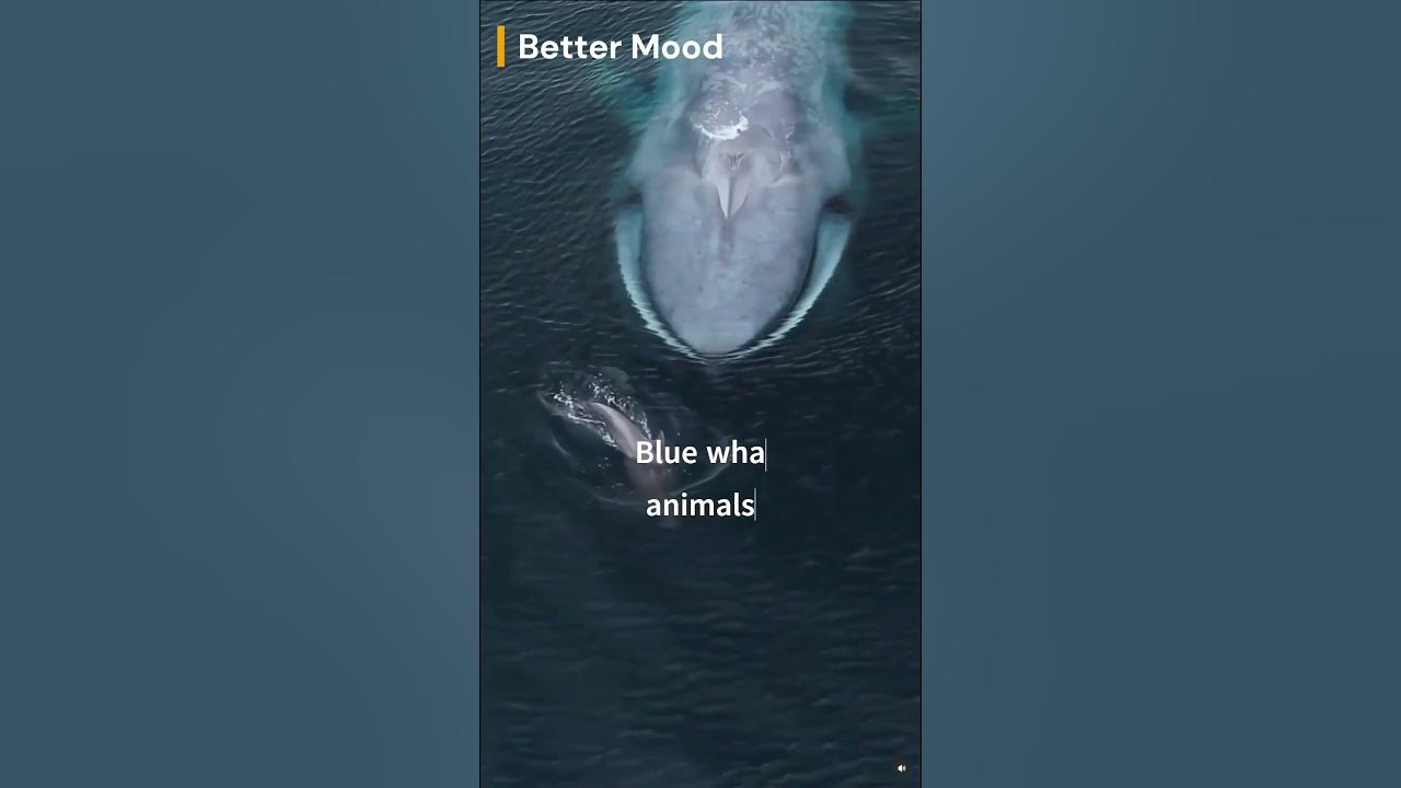 The truth about Blue whales Are the largest animals to have ever
