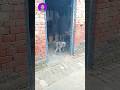 घर म घ स ल ग र Langur Langoor Shorts Viral Video घर म घ स ल ग र Langur Langoor Shorts Viral Video