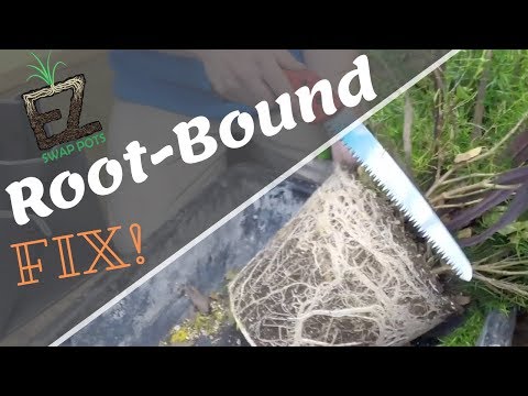 Video: Root Pruning - Trimming Roots Of Rootbound Plants