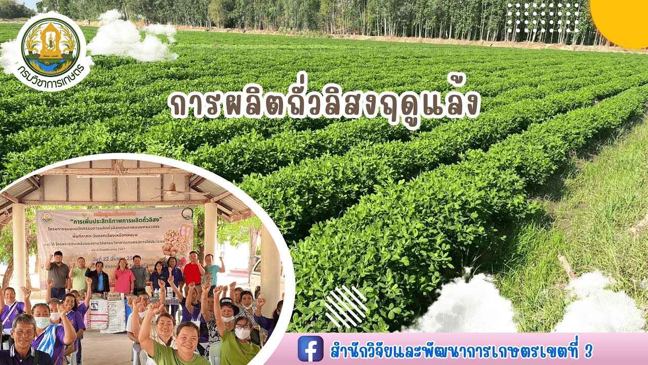 การผลิตถั่วลิสงฤดูแล้ง  #ถั่วลิสงขอนแก่น #ถั่วลิสง #เกษตรก้าวไกลกับสวพ.3
