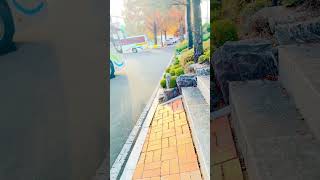 Its october in korea. Autumn season video location Andong science college #visitkorea  #autumn