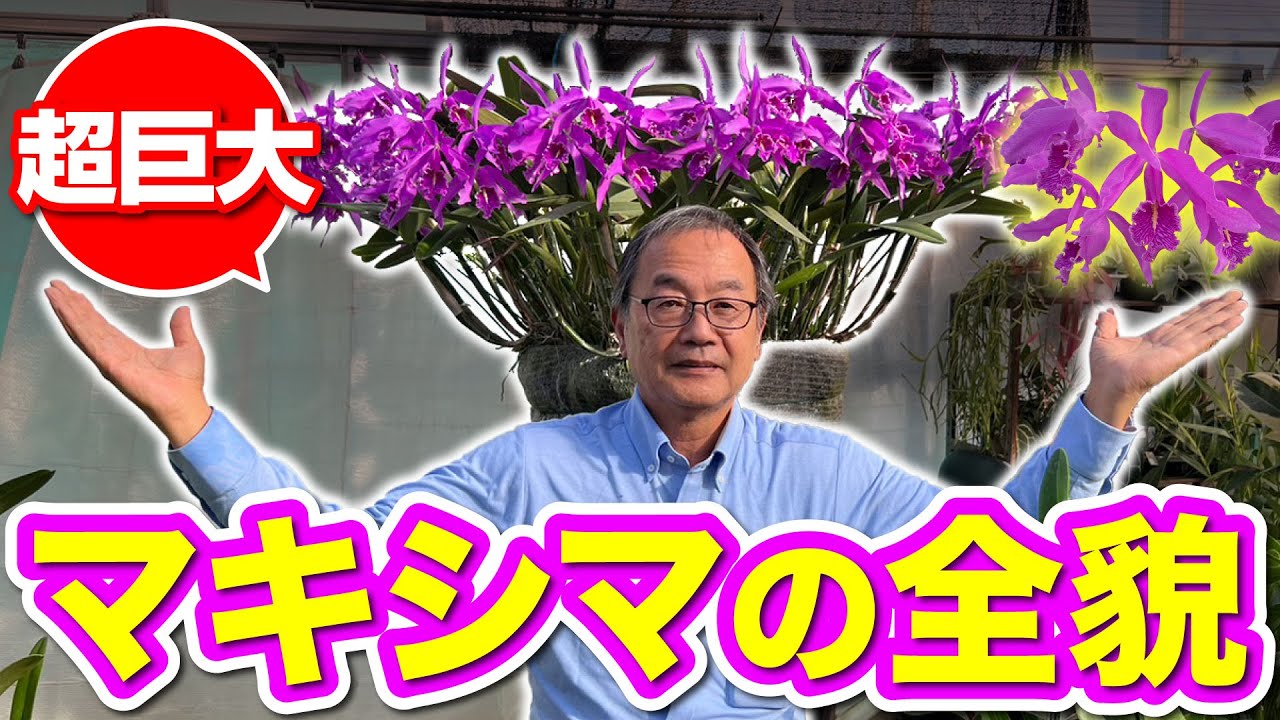 Orchid] [Maxima] It's that time of year again! How is this huge