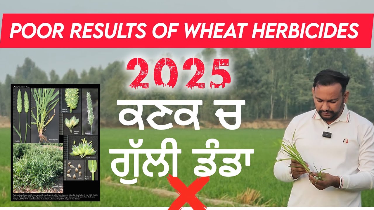 ਕਣਕ ਵਿੱਚ ਗੁੱਲੀ ਡੰਡੇ ਨੂੰ ਕੰਟਰੋਲ ਕਰਨ ਦੀਆਂ ਦਵਾਈਆਂ ਹਰ ਜਮੀਨ ਵਿੱਚ ਵੱਖ ਵੱਖ ਰਿਜਲਟ ਕਿਉਂ ਦਿੰਦੀਆਂ ਹਨ 