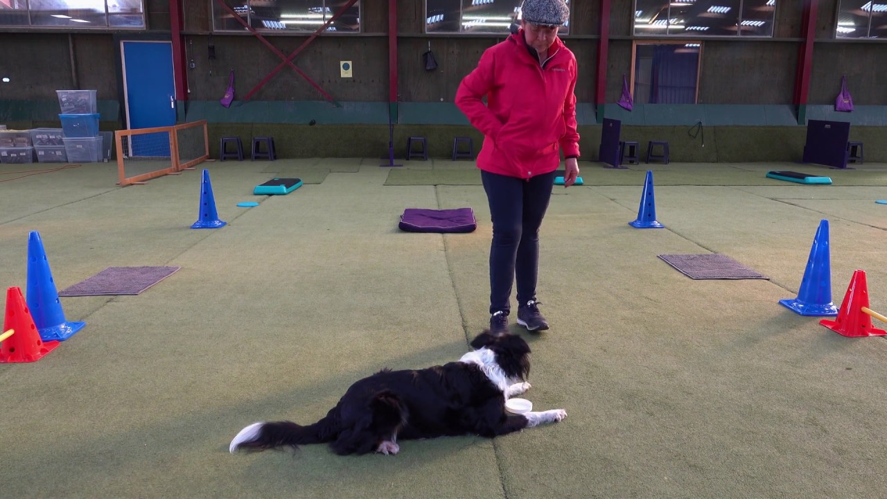 31 Hoe leer je jouw hond om te gaan liggen, ongeacht waar jij staat? Een dekselse oefening.