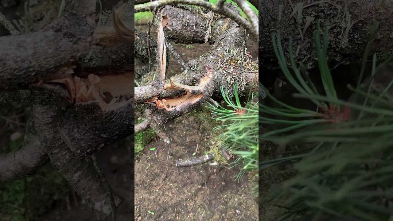 How to give facelift to muggo pines 