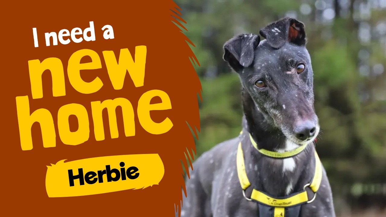 Herbie video