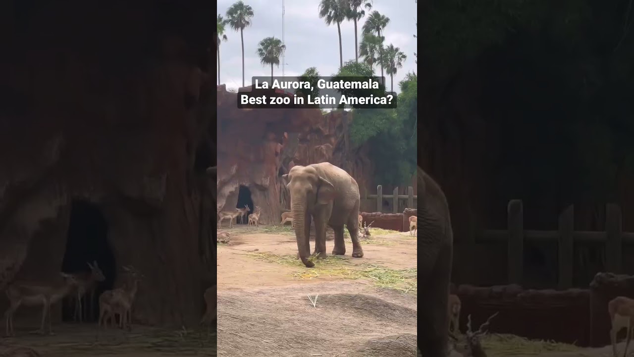 Guatemala City Zoo, La Aurora. Is this the BEST zoo in Latin America?? 😍