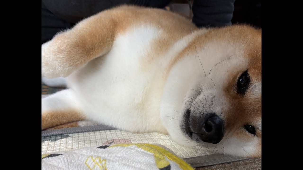 【LIVEアーカイブ】でか柴犬よもぎ押し通る🐕💨　日曜夜の散歩🐕🚶🏻