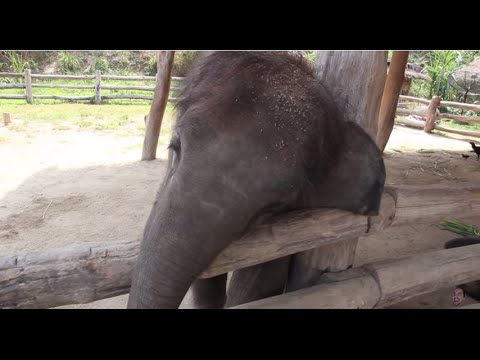 Vidéo: Comment Endormir Un Bébé éléphant - Réseau Matador