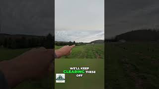 Transforming Land: Clearing Stumps & Creating Christmas Trees #shorts