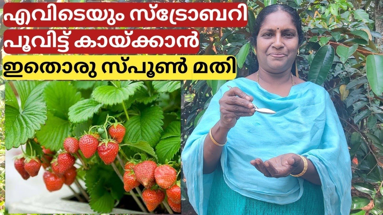 സ്ട്രോബറി നിറയെ പൂവിട്ട് കായ്ക്കാനുള്ള ടിപ്സ് | Tips for easy flowering and fruiting of strawberry