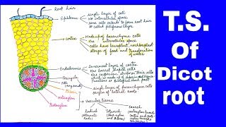 TSofdicotroot. (sunflower). Anatomy of flowering plants.Class Xl . Chapter- 6.