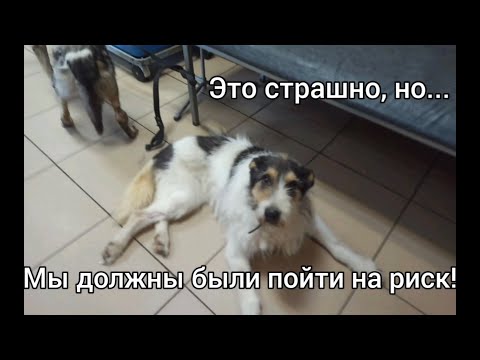 Это страшно, но… Мы должны были пойти на риск! Приют для животных