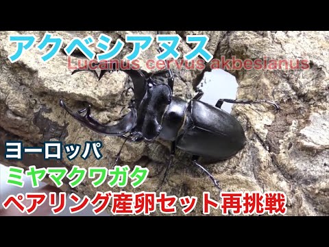 アクベシアヌス再挑戦！ペアリング～産卵セット【ヨーロッパ