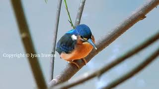Burung Raja-udang Meninting (Alcedo meninting) Blue-eared Kingfisher