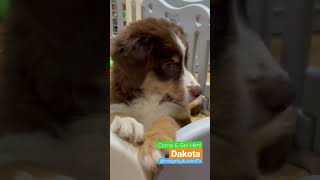 Mini Aussie Adoption #integrityaussiestx #miniaussies #aussiesdoingthings #aussieswithtails #puppies