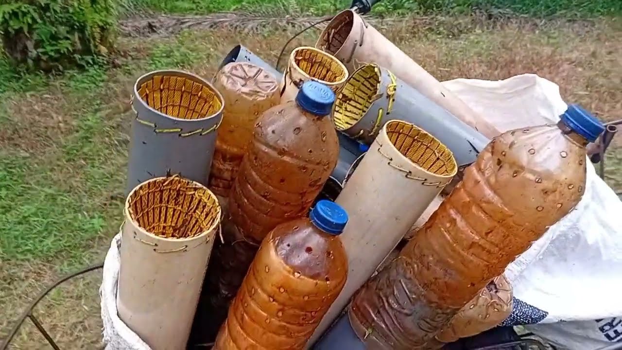 PROSES MELIHAT PERANGKAP BELUT, DI PARIT-PARIT DENGAN PIPA PARALON 