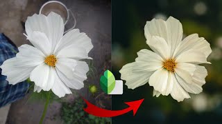 Flower photo editing 4 . SNAPSEED mobile tutorial.background blur ..mobile tutorial.2022 screenshot 5