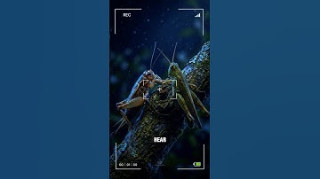 This Sound Has Been Lying to You Your Whole Life #animalfacts #grasshopper #shorts