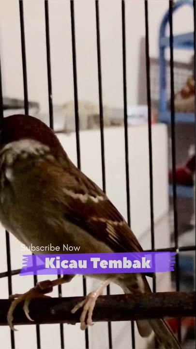 Pancingan Burung Gereja Gacor Mencari Lawan, Dijamin Burger Liar Langsung Nyaut | Kicau Tembak