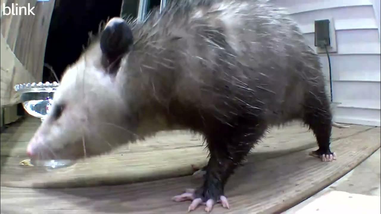 Opossum nose closeup YouTube