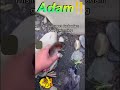 My Pet Duck Adam Going For His First Swim | Compilations Or Die Tik Tok Meme #shorts 🦆👦🏻😭🤣