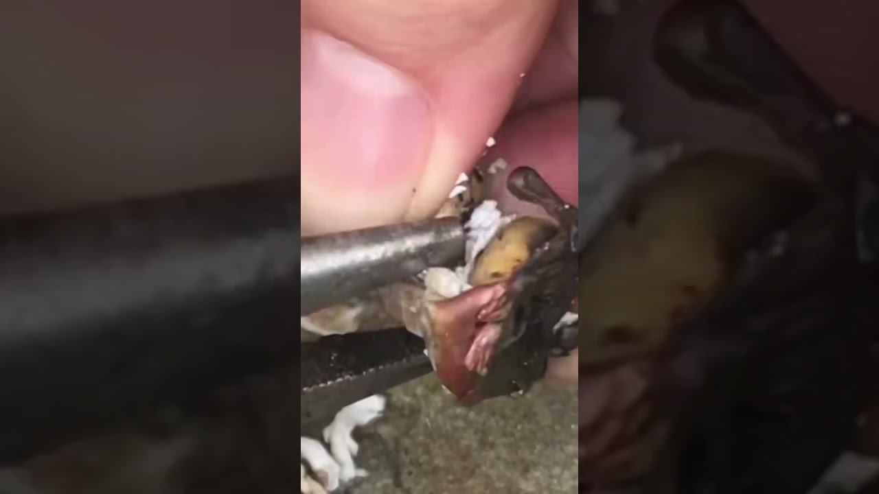 pouring “sterling silver” into a SEASHELL