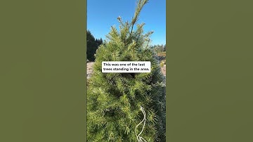 Thumbnail of This is the last song of a Christmas tree using a PlantWave plant music device