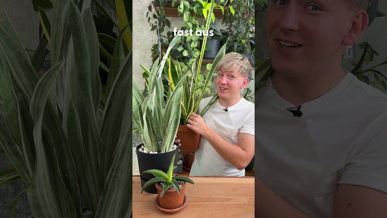 Warum dein Bogenhanf MEHR Licht braucht  #shorts #sansevieria  #zimmerpflanzen - YouTube